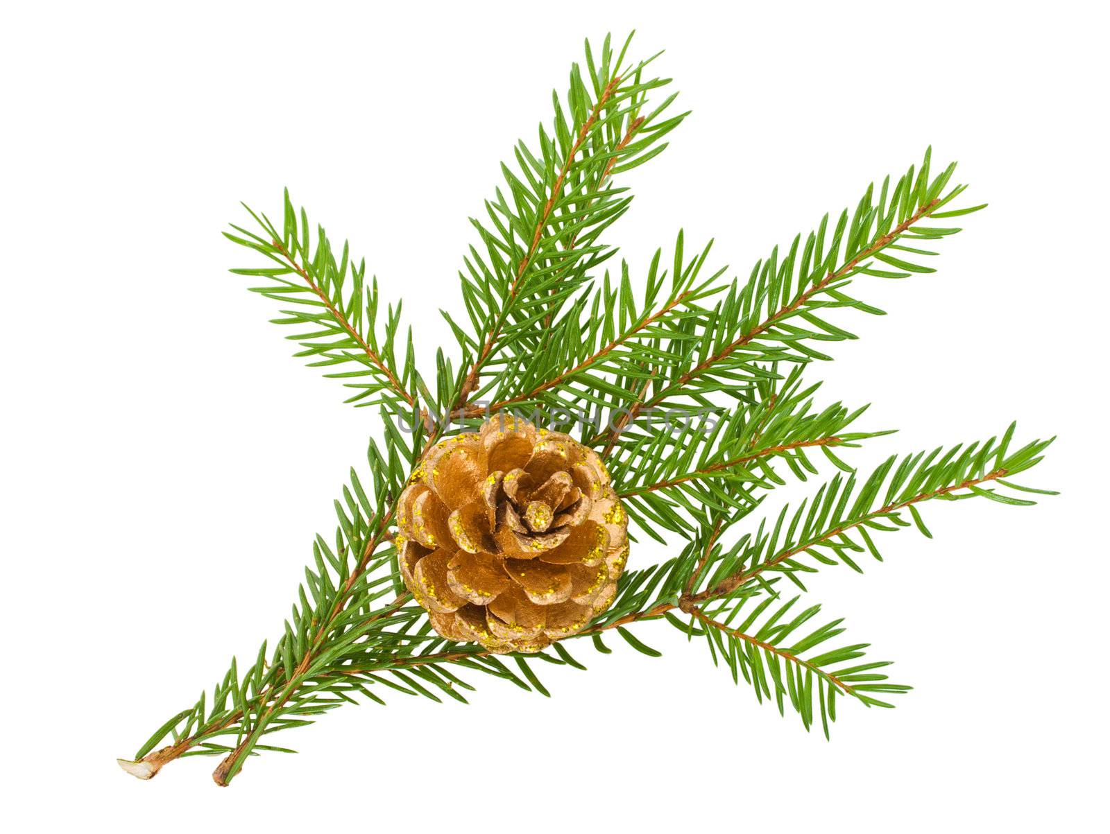 close-up fir branch with cone, isolated on white
