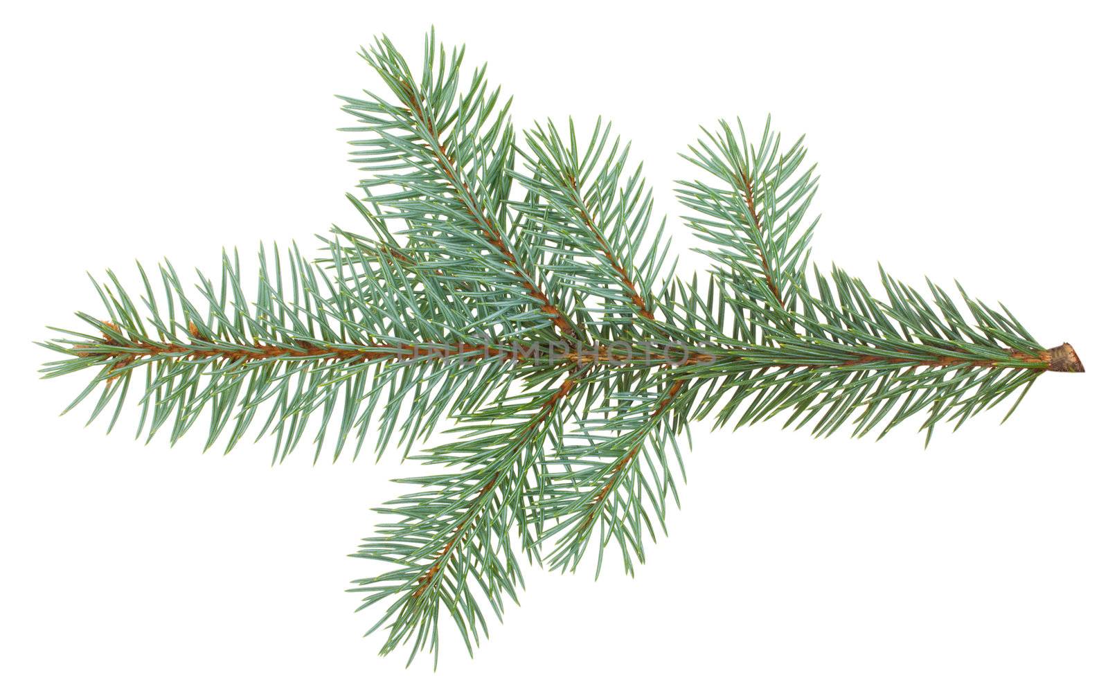branch of fir-tree, isolated on white