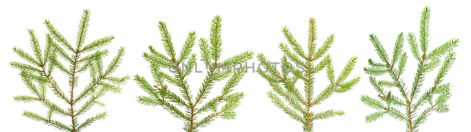 branches of fir-tree, isolated on white
