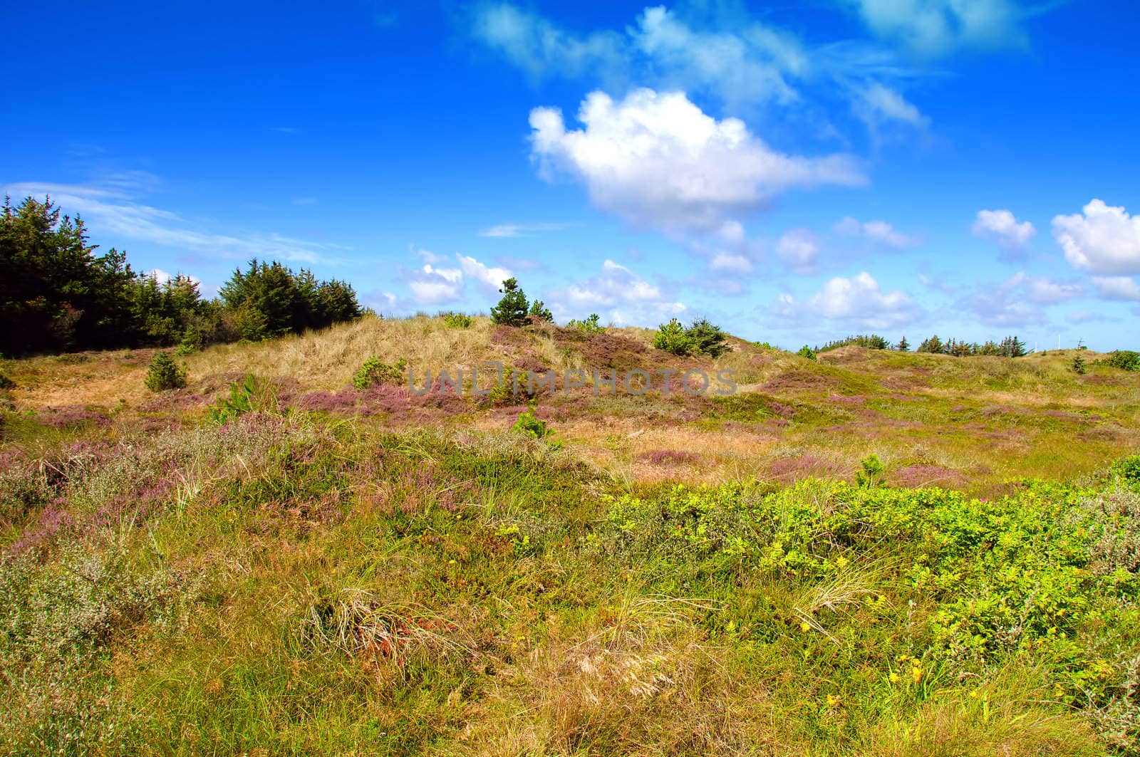 A hill on the moors with blooming heather, blue sky and white clouds
