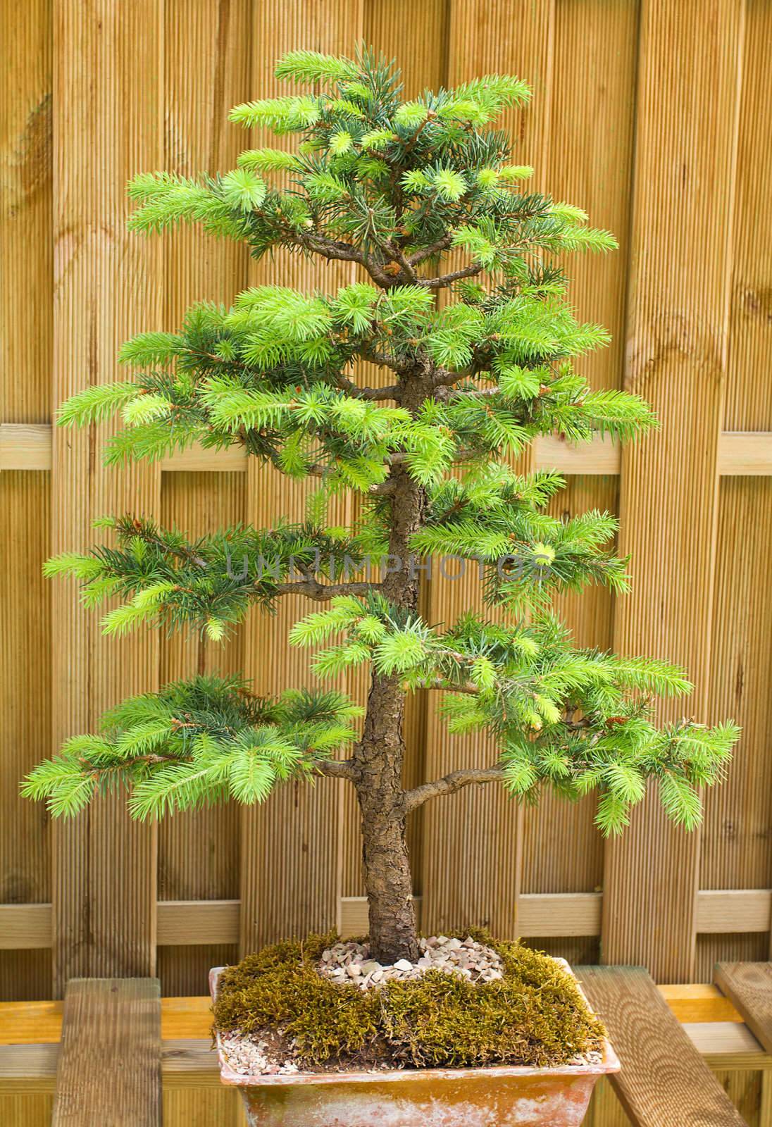 potted dwarf fir tree
