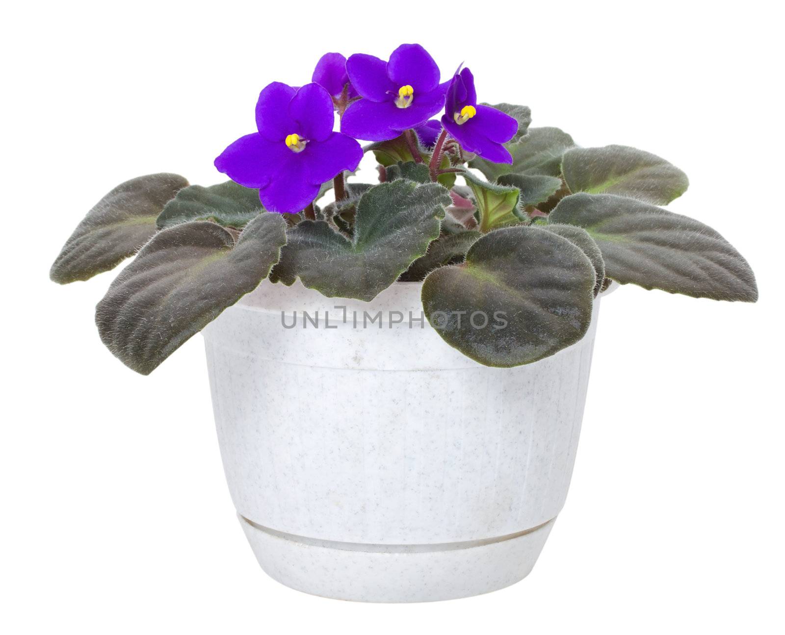 violet in pot, isolated on white
