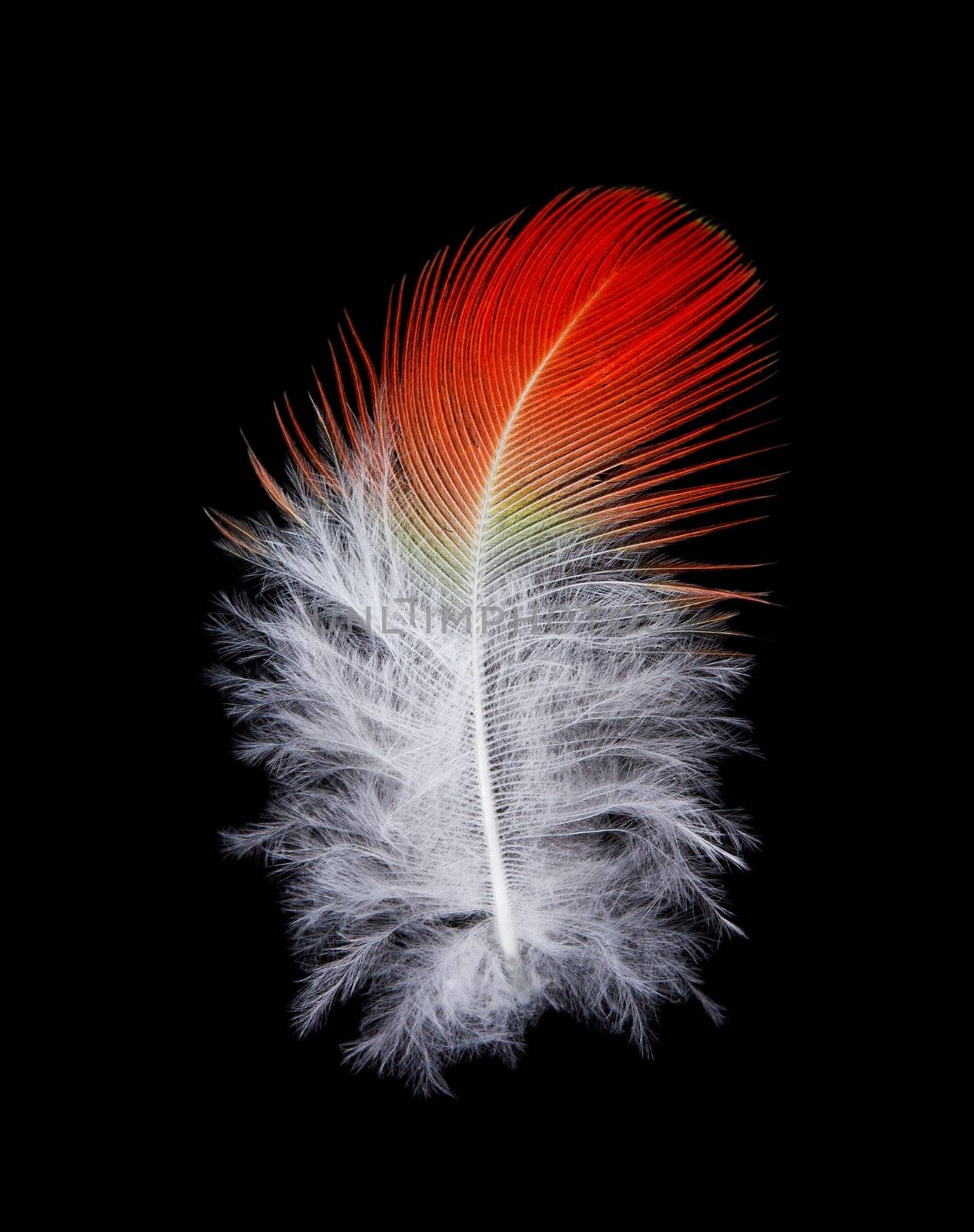 close-up feather, isolated on black