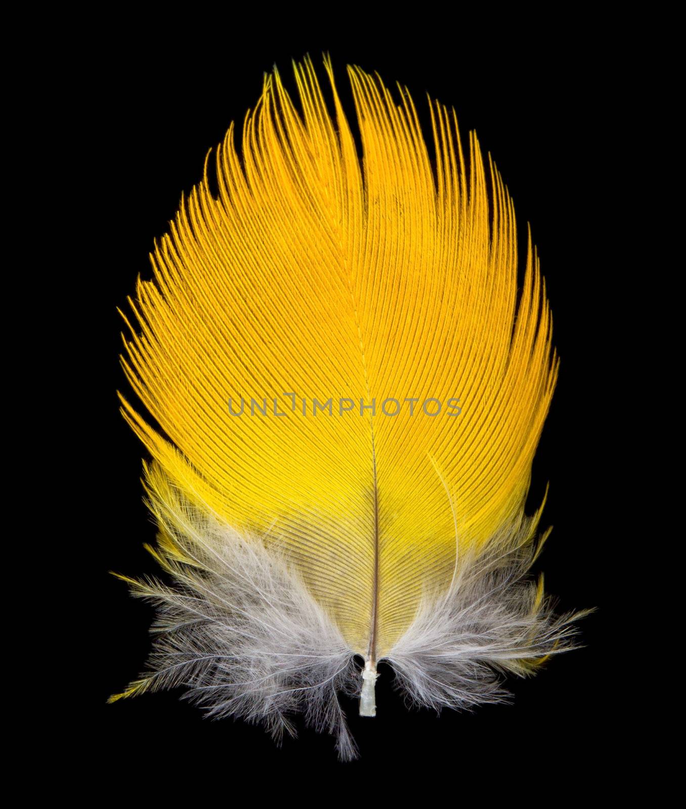close-up feather, isolated on black
