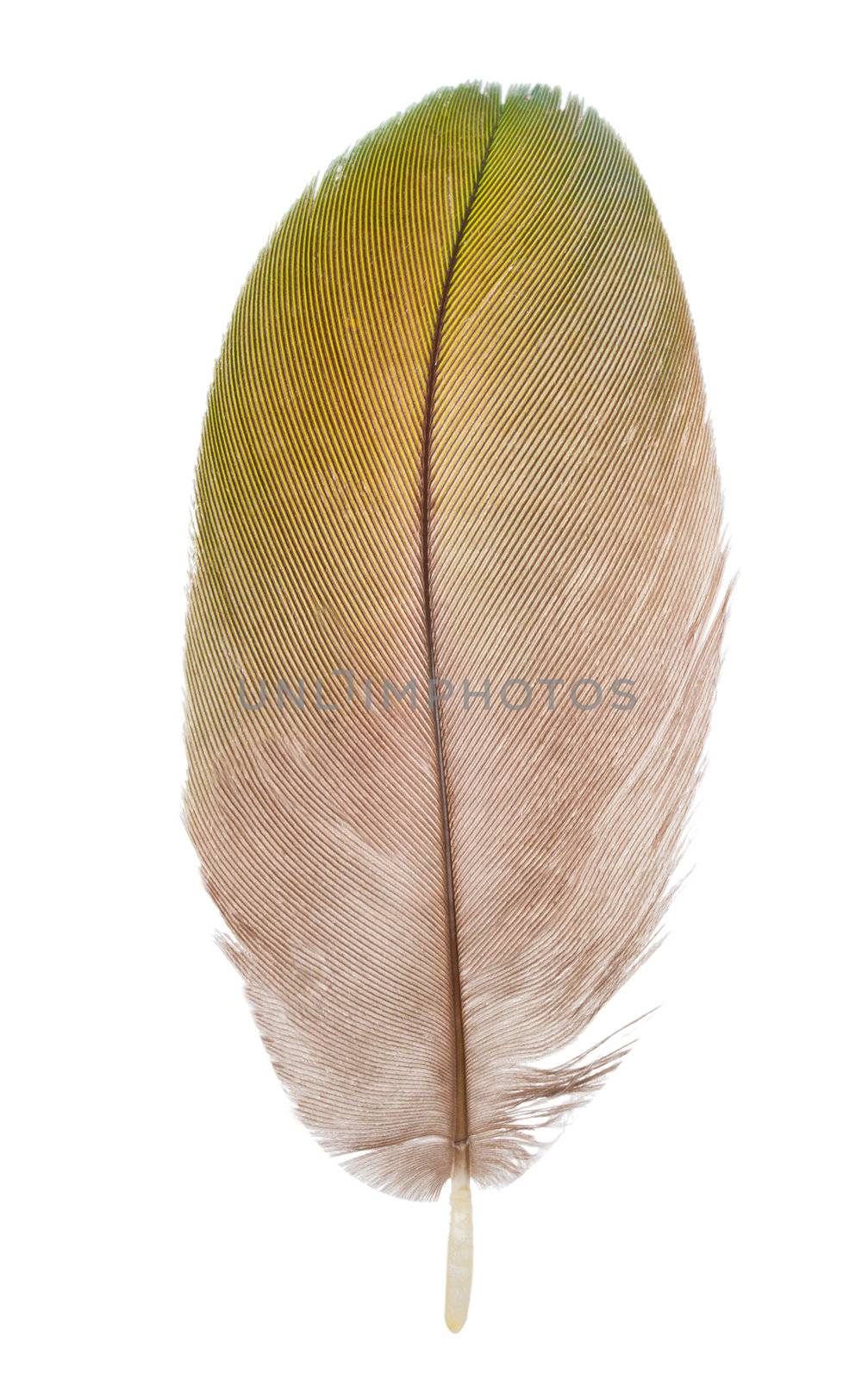 close-up feather, isolated on white