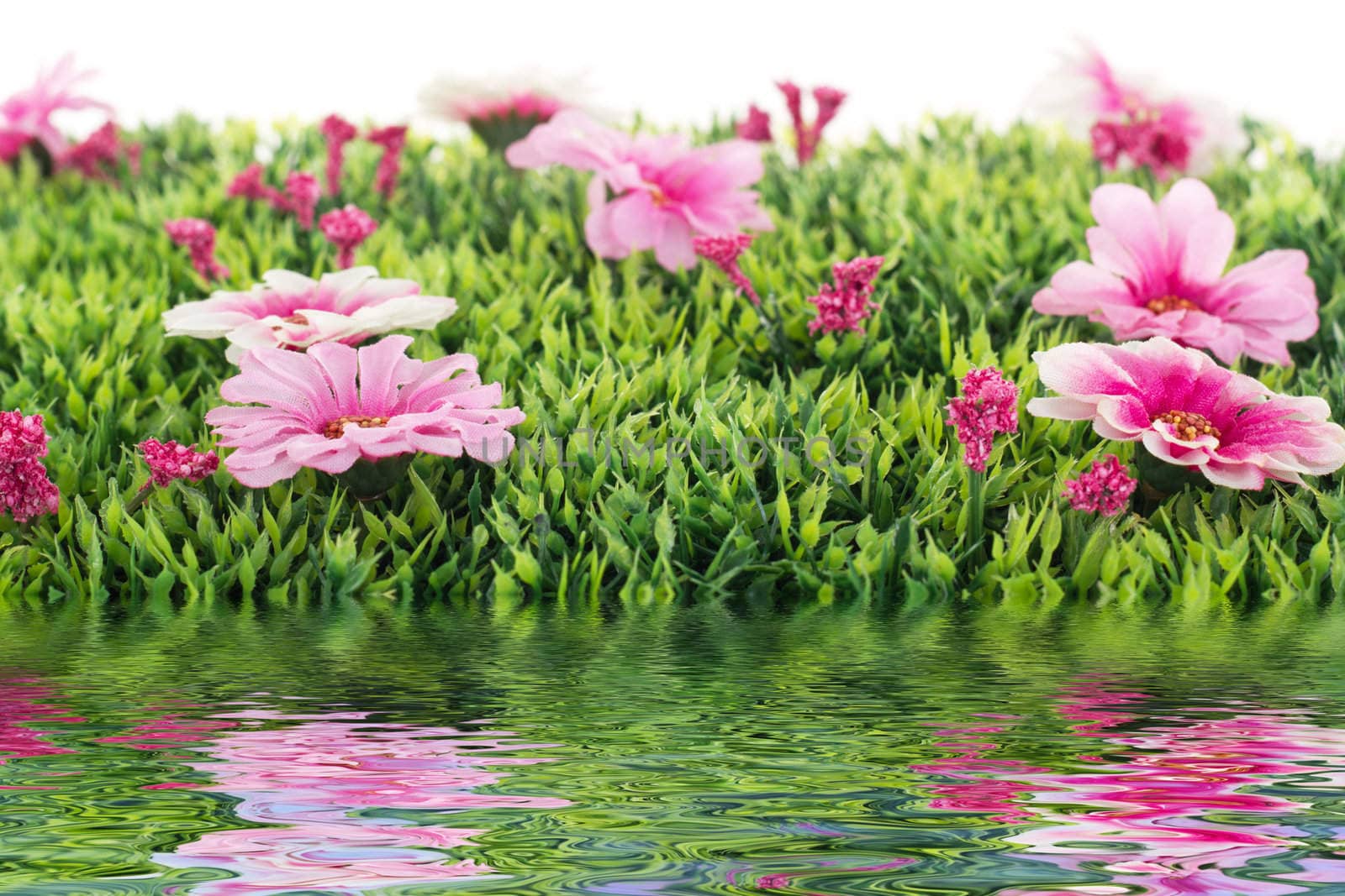 Beautiful flowers on grass