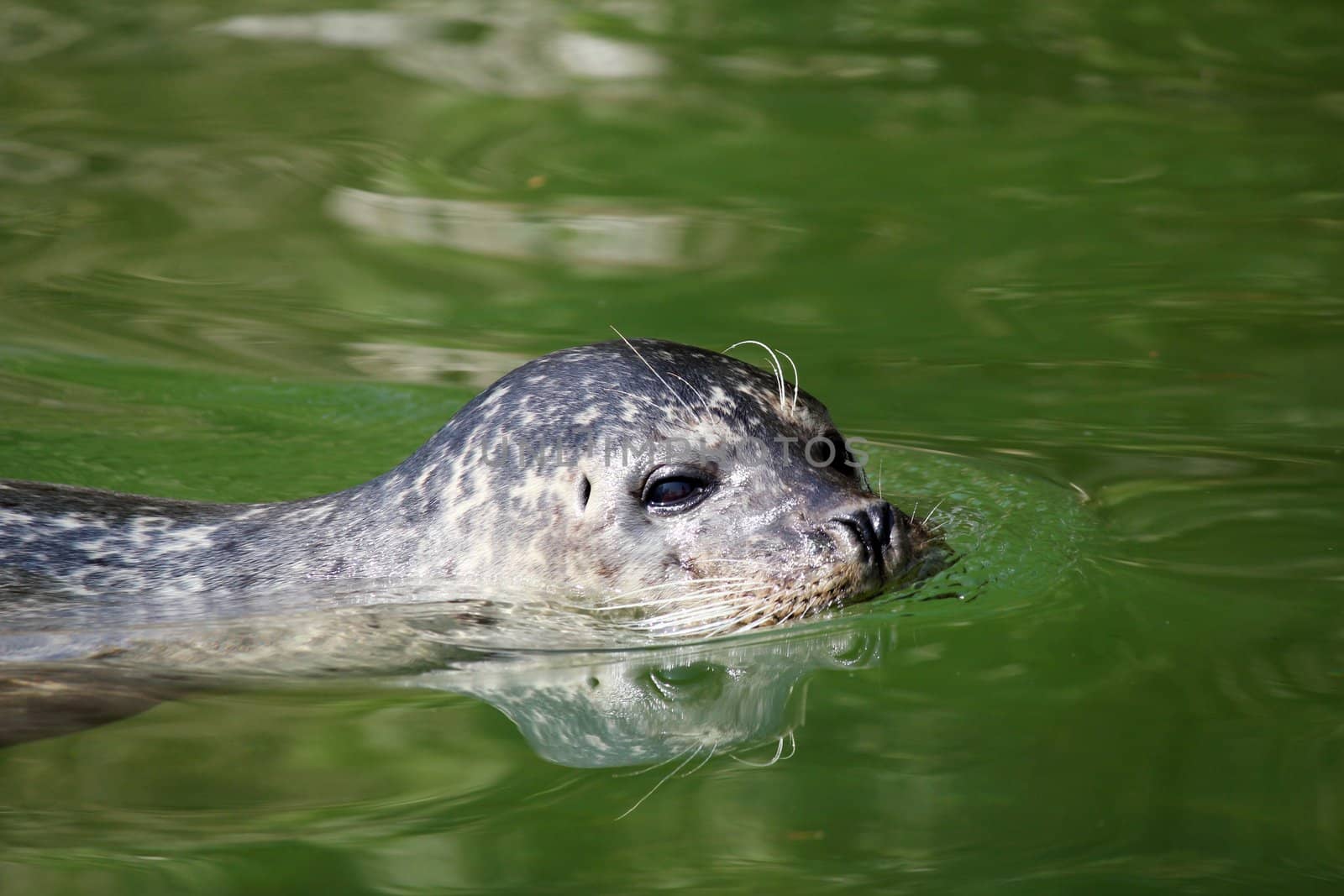 seal aquatic mammal swimming wildlife scene