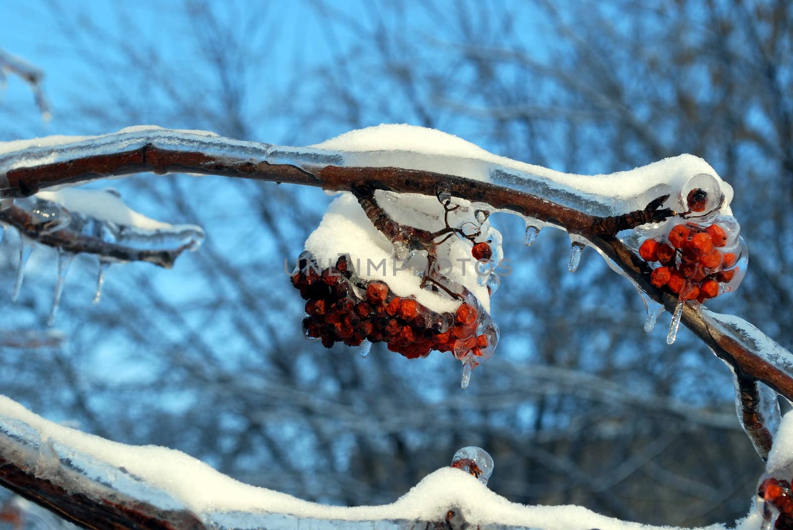 sun sparkled the tree branch in ice