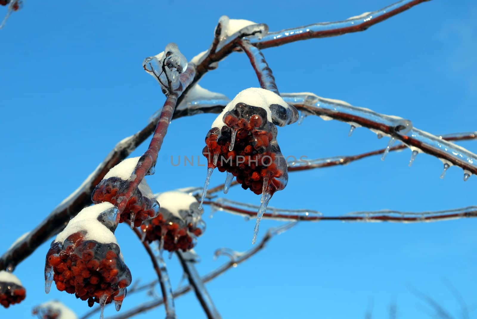 sun sparkled the tree branch in ice by svtrotof