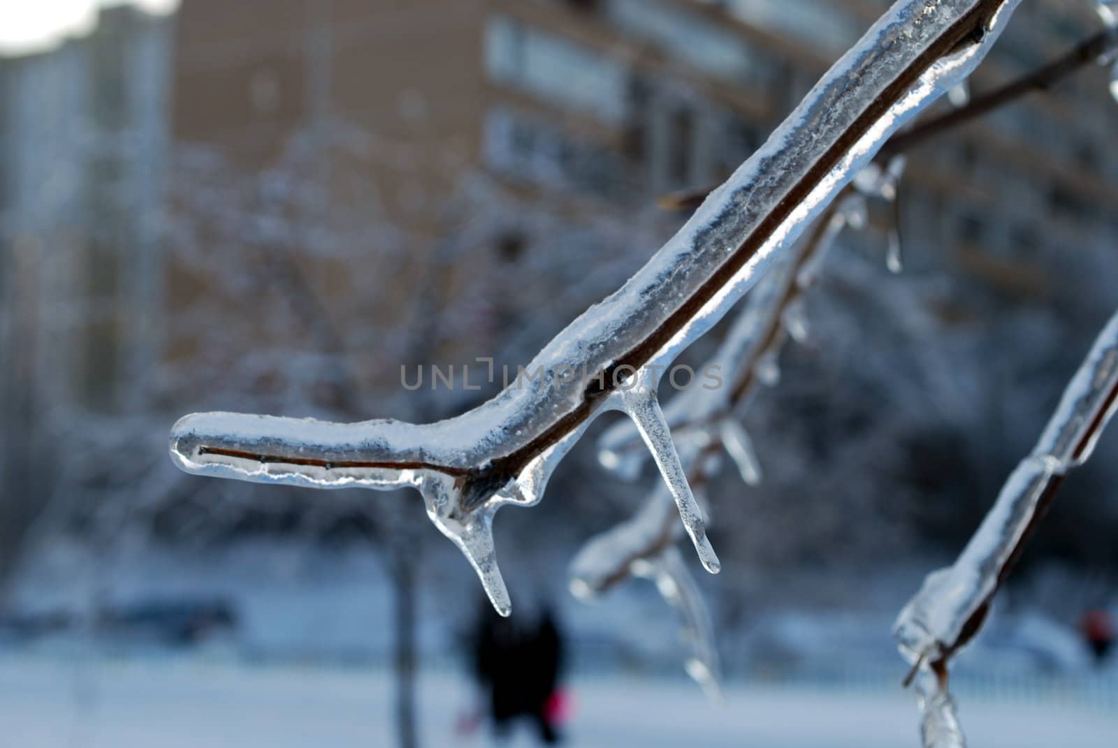 sun sparkled the tree branch in ice by svtrotof