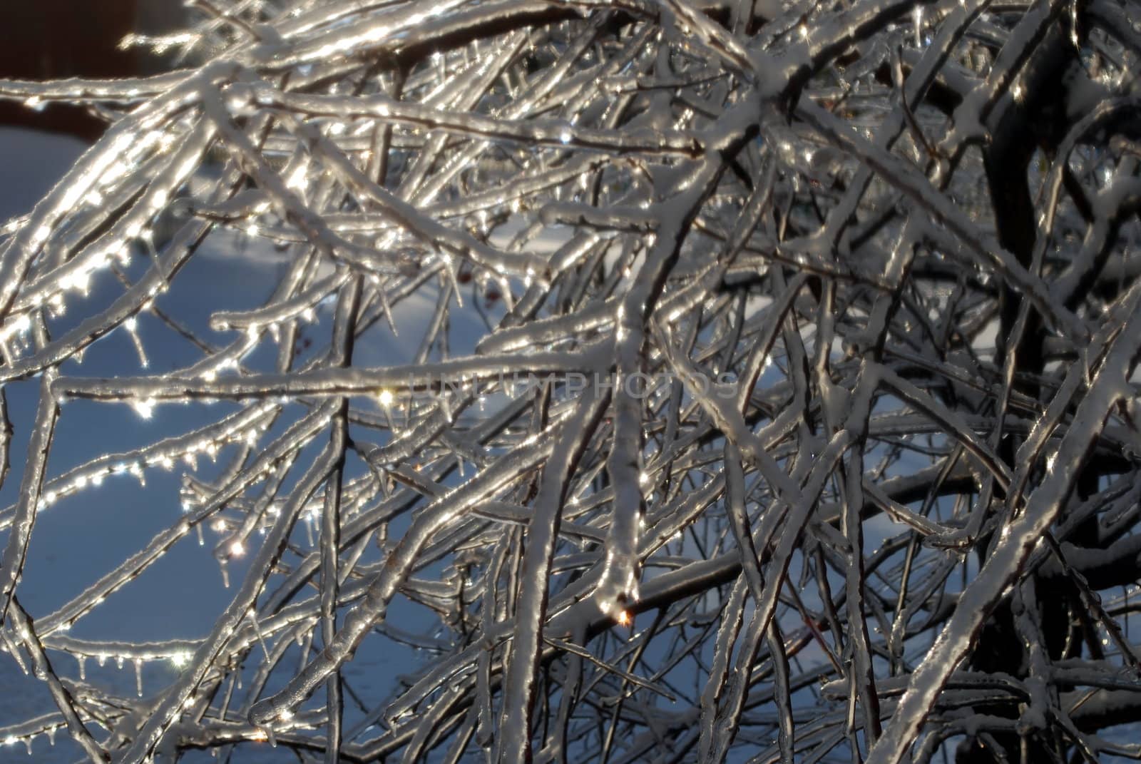 sun sparkled the tree branch in ice