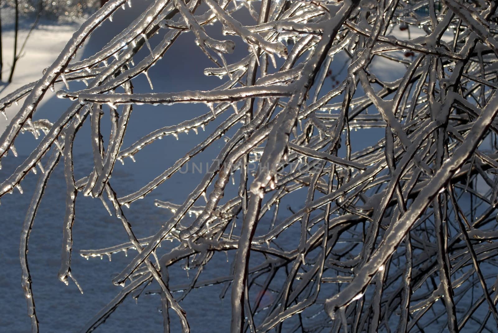 sun sparkled the tree branch in ice by svtrotof