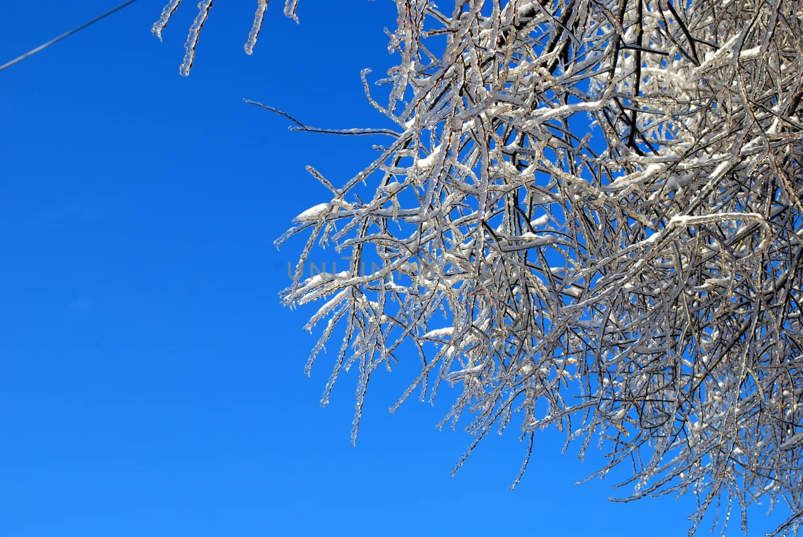 sun sparkled the tree branch in ice on a blue sky background 