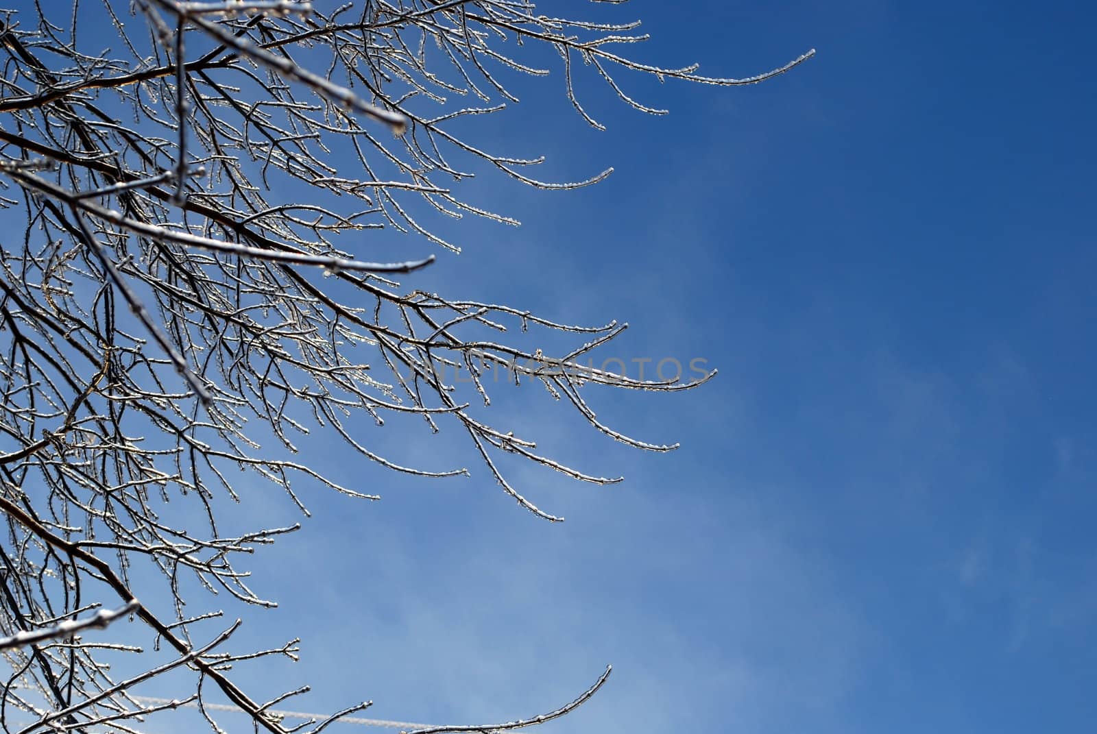 sun sparkled the tree branch in ice on a blue sky background  by svtrotof