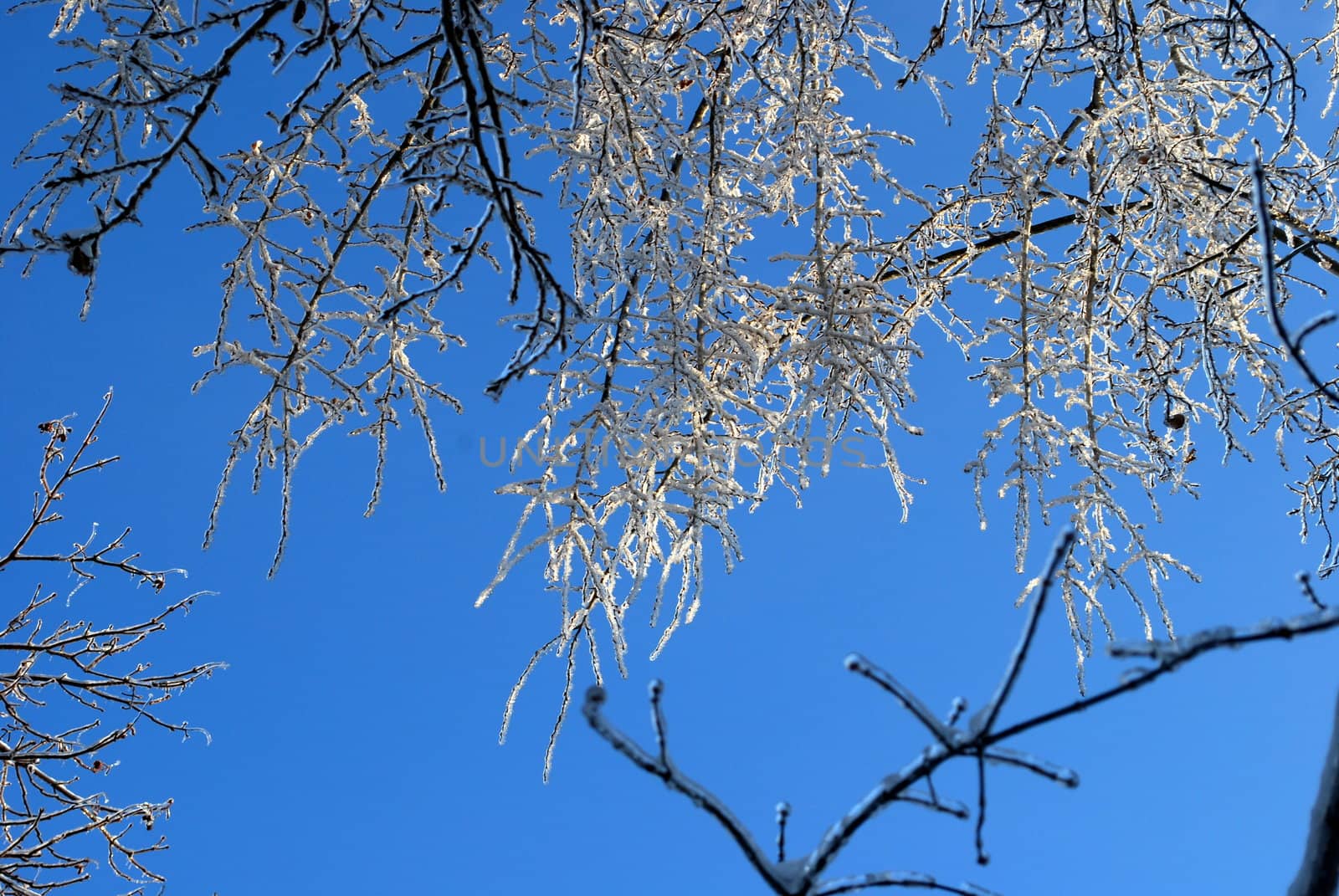 sun sparkled the tree branch in ice on a blue sky background  by svtrotof