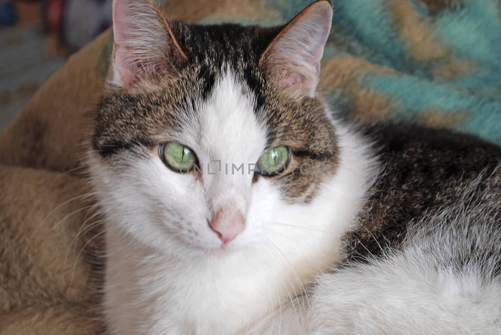 Green eyed cat close up