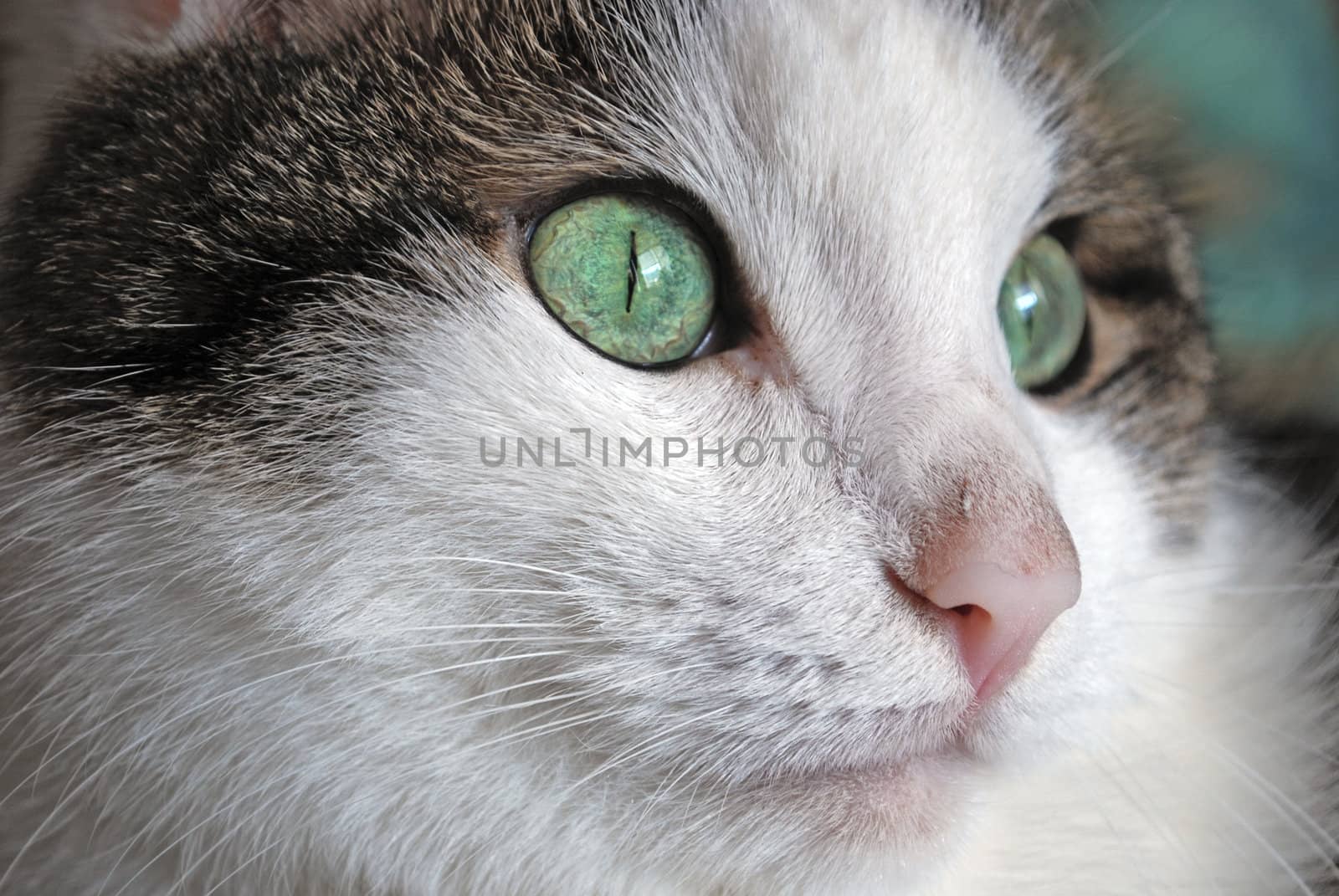 Green eyed cat close up by svtrotof