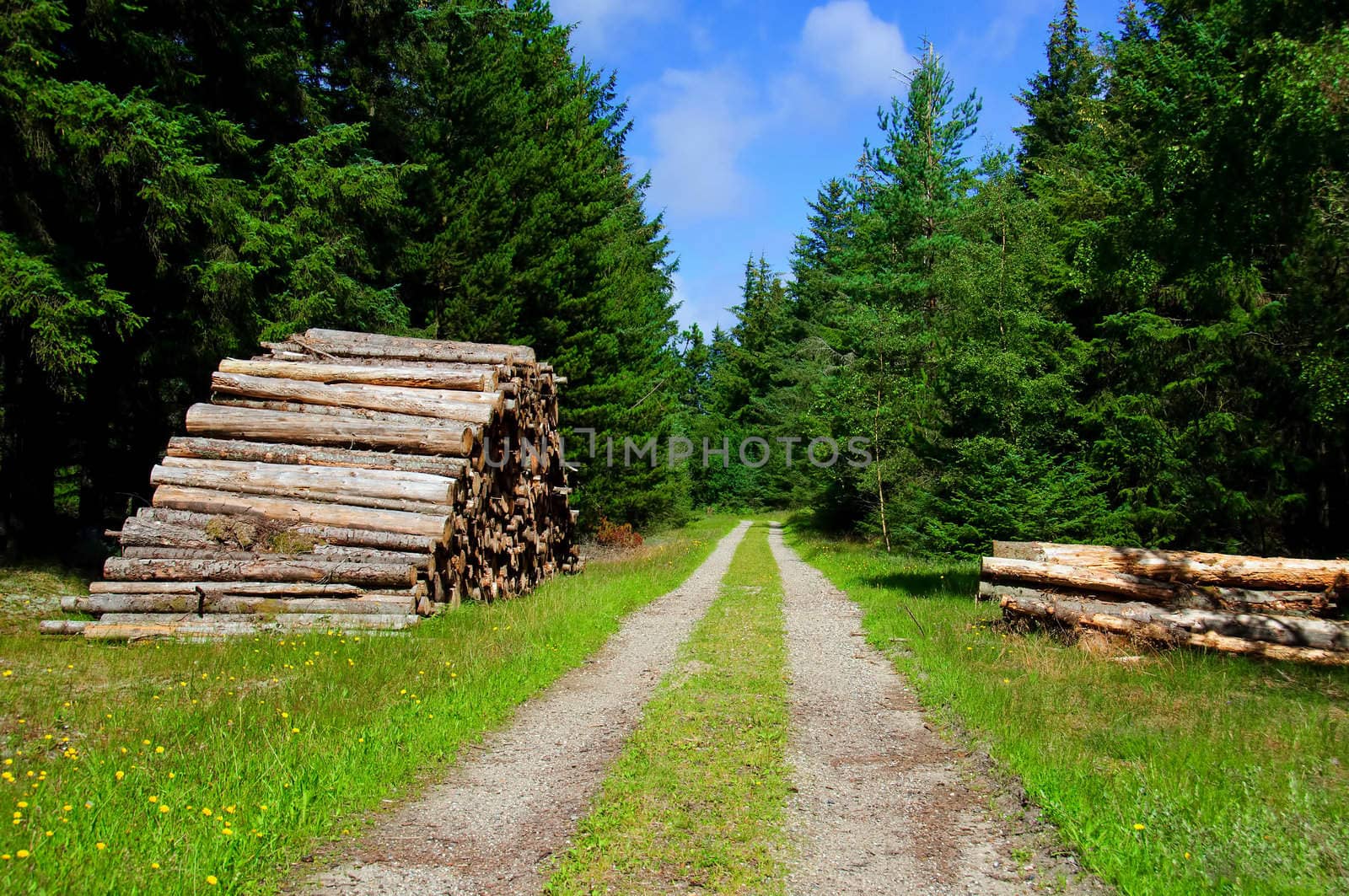Timber and forest road by GryT