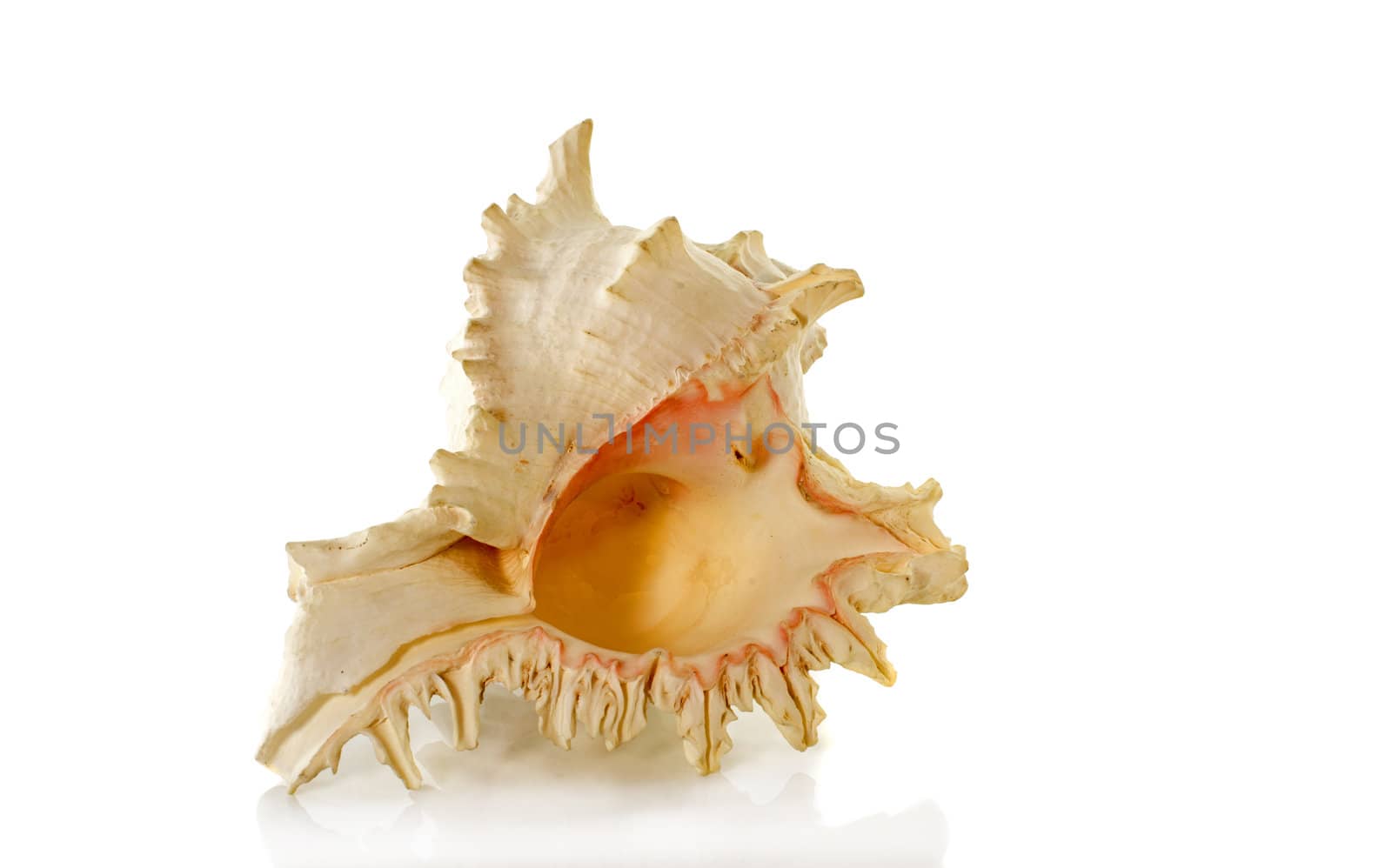big shell with gold collor inside isolated on white