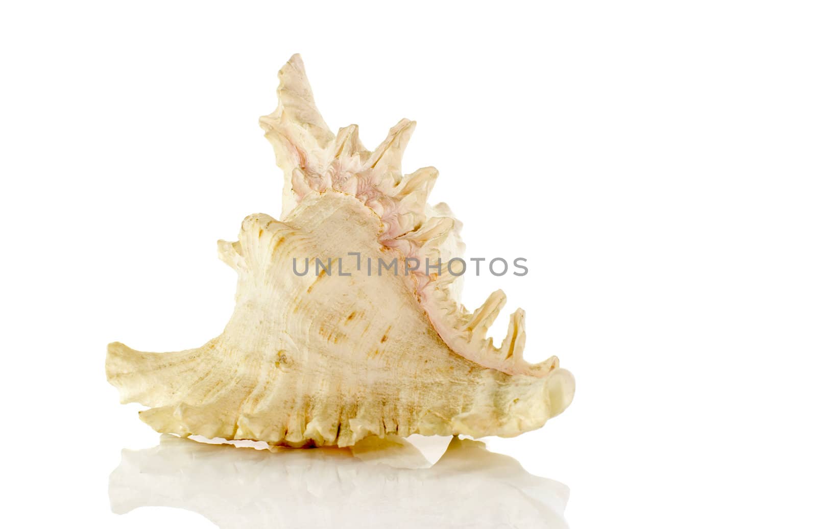 very big shell isolated on white background