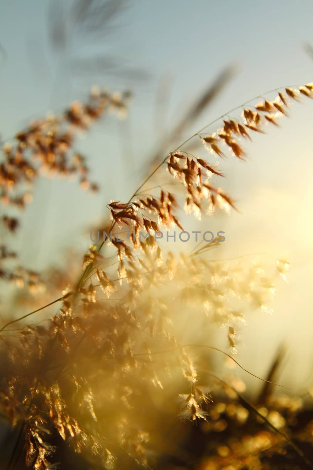 Grasses at sunset time