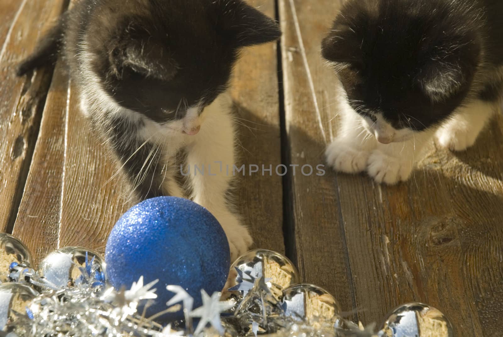 two cats black and white  looking at Christmas decorations