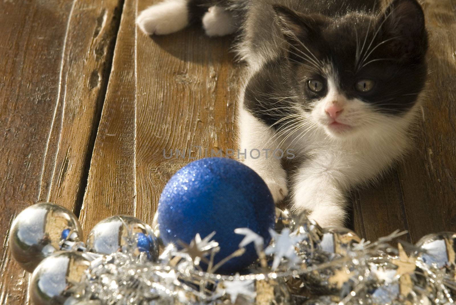 funny kitty with Christmas tree ornaments in wooden floor