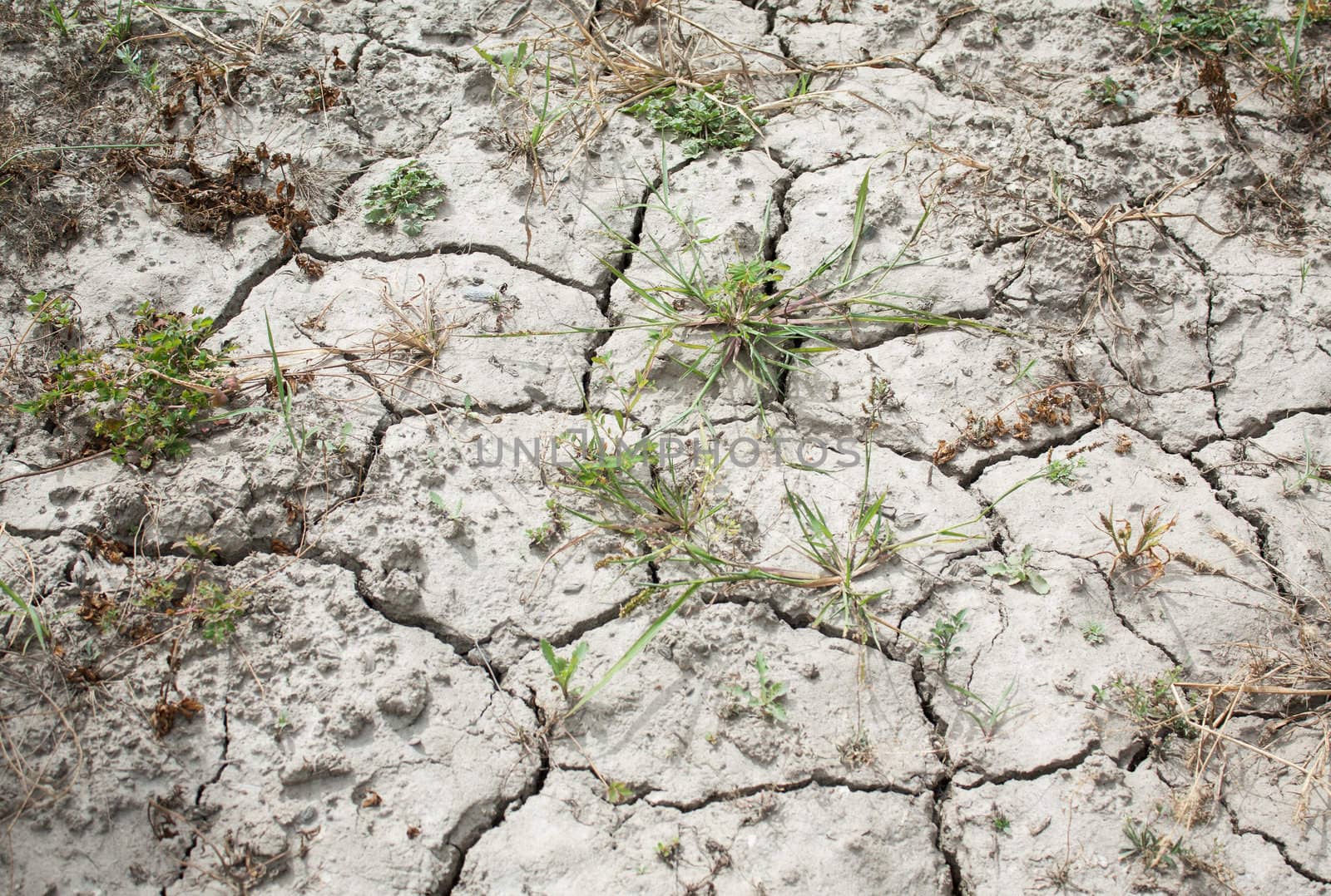 Closeup of a stretch of cracked, parched, dry land with some green grass coming through despite the drought.