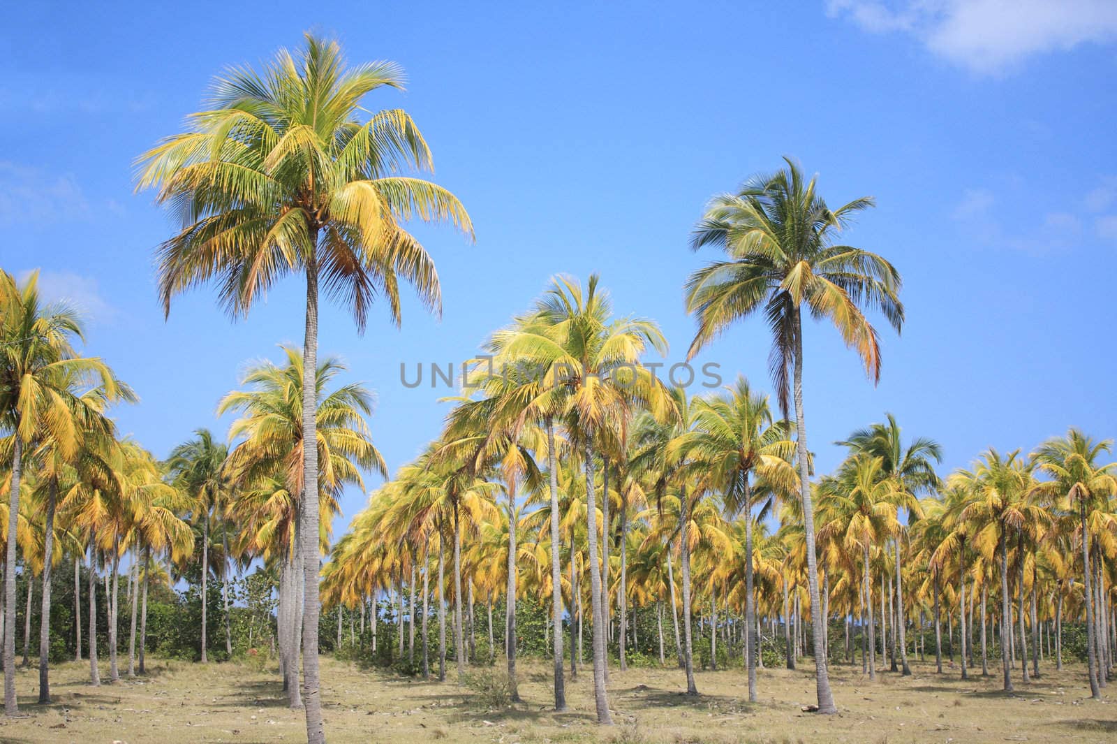 Coconut palm trees in Cuba.