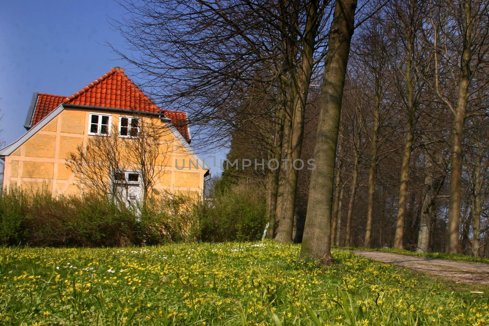 traditional house   in denmark a sunny summer day