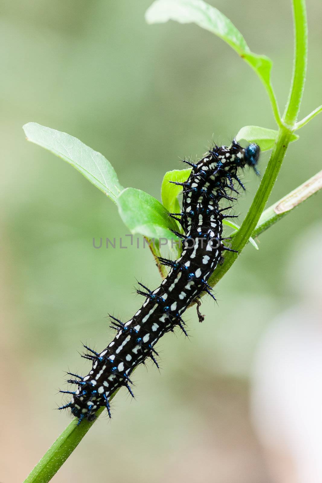 macro detail of an big dark caterpillar in wild nature