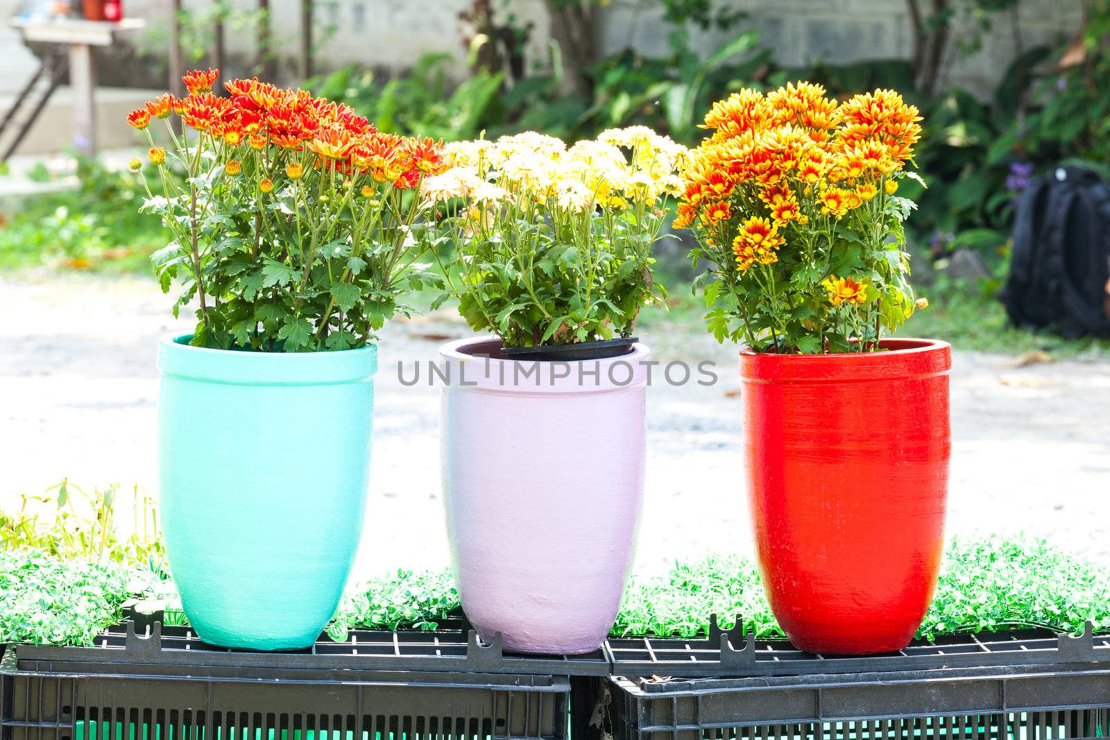 Flower and clay pot  in the garden.