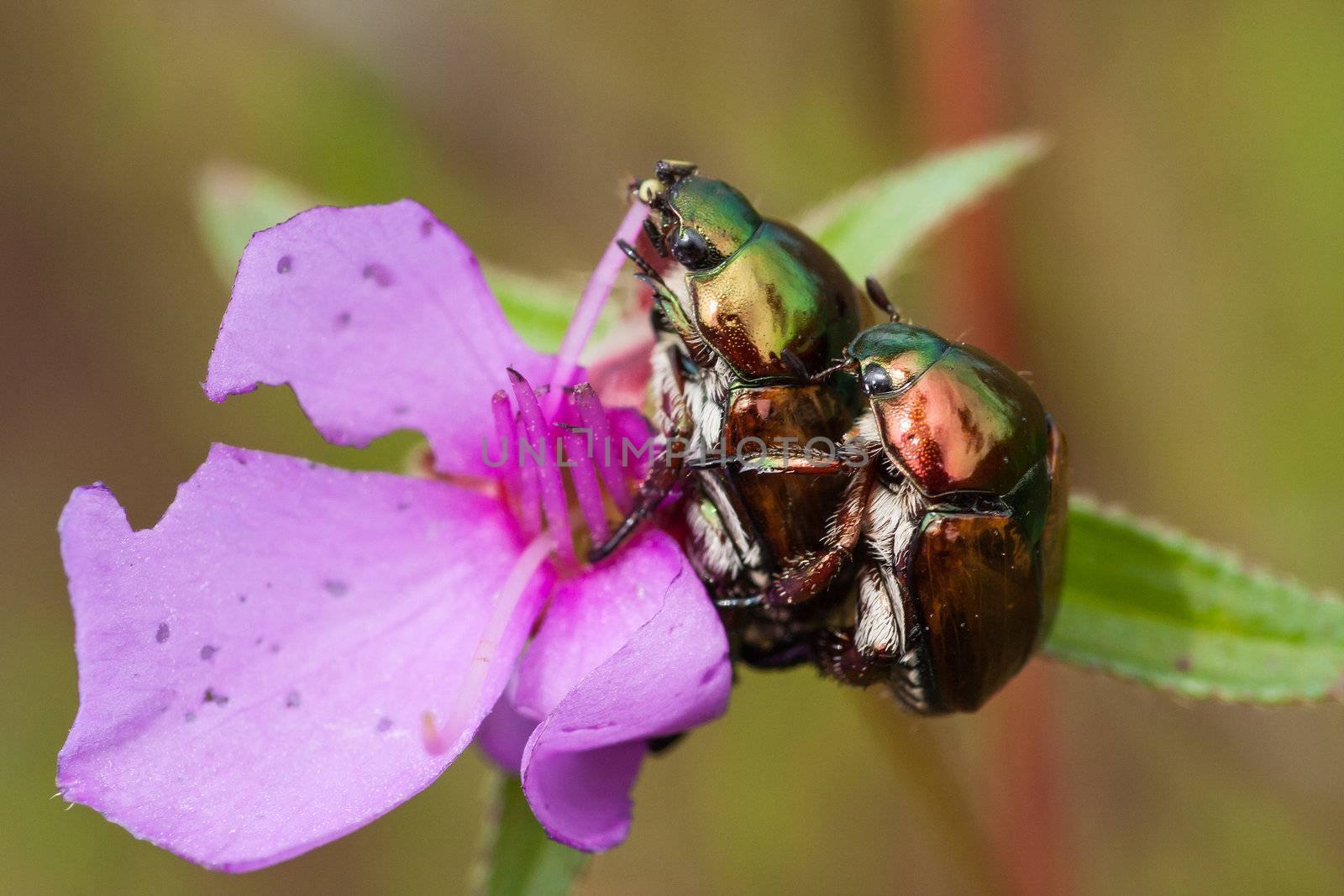 chrysomelid beetle  in rain forest, Thailand.