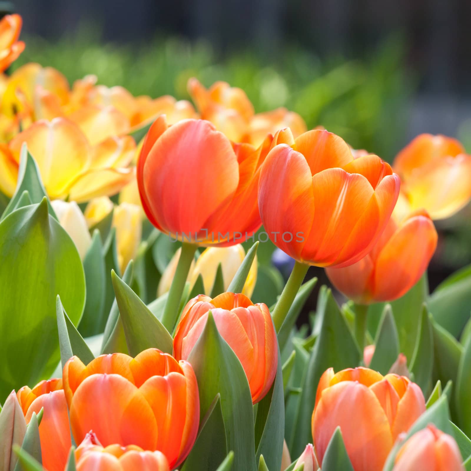 beautiful spring flowers in garden, Thailand.