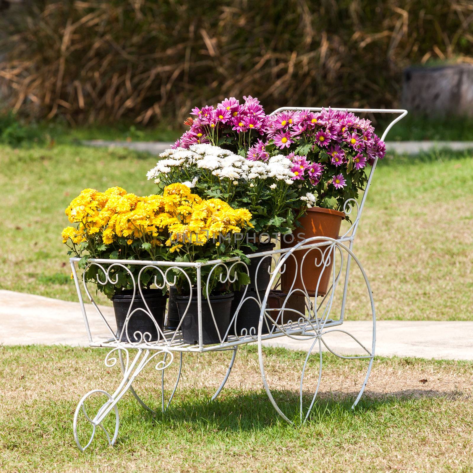 Flower and clay pot  in the garden.