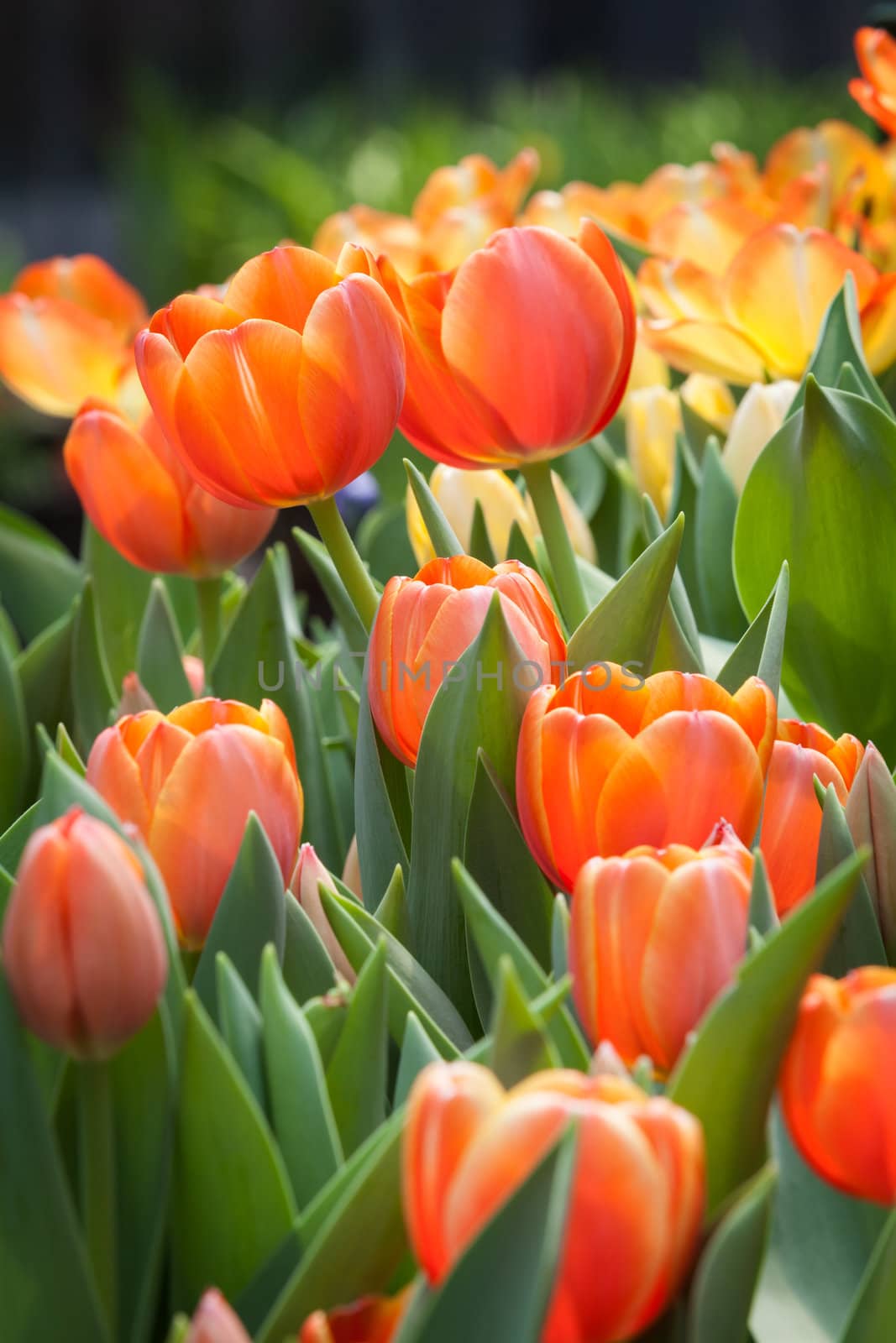 beautiful spring flowers in garden, Thailand.