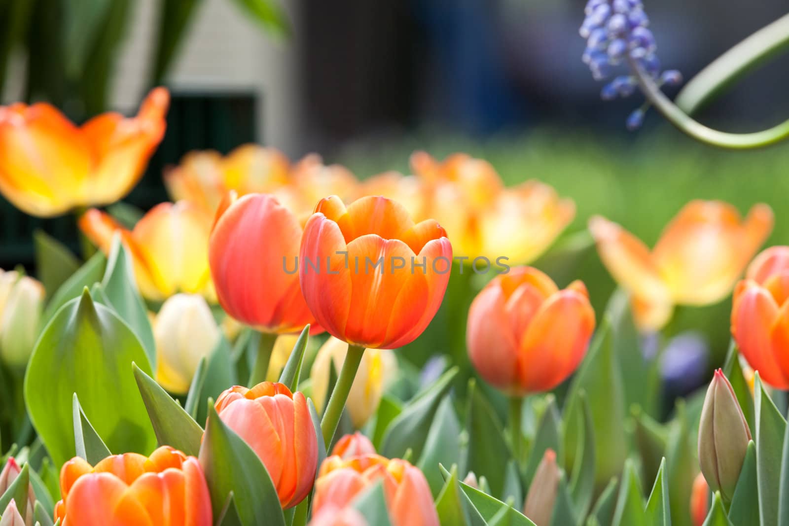 beautiful spring flowers in garden, Thailand.