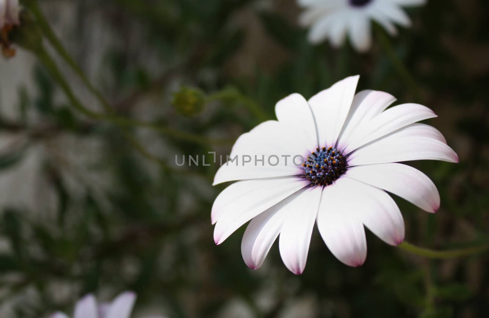 White daisy with purple and yellow centre and green foliage as background.