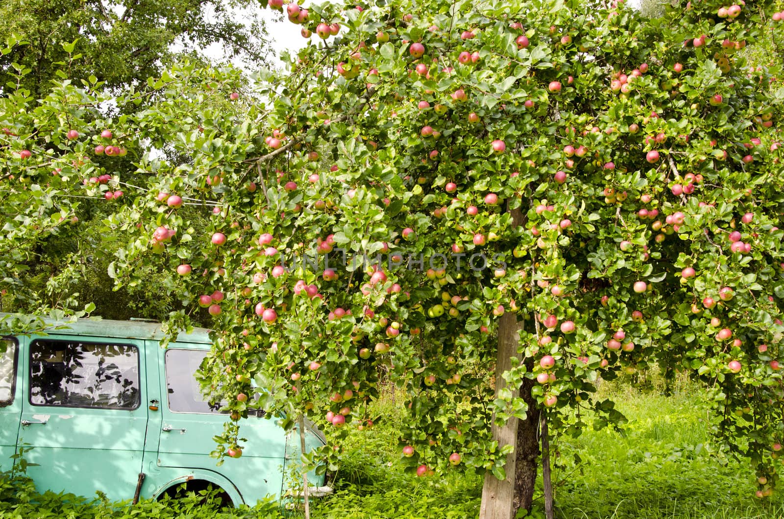 old car and apple tree in the summer garden