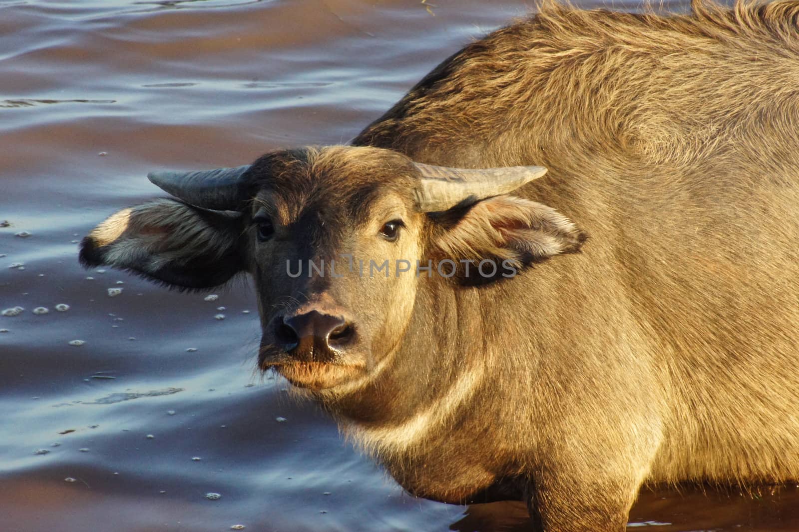 Water buffalo by Noppharat_th