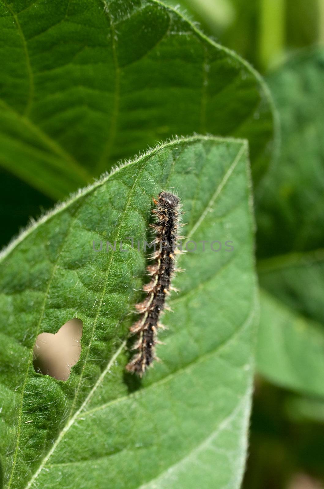 Soy plant with caterpillar