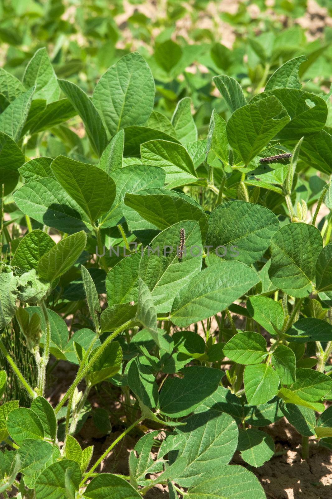 Soy plant with caterpillar