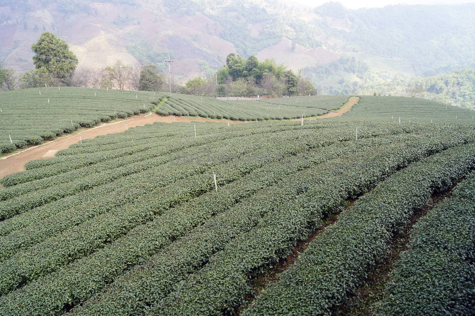 Tea plantation. by Noppharat_th