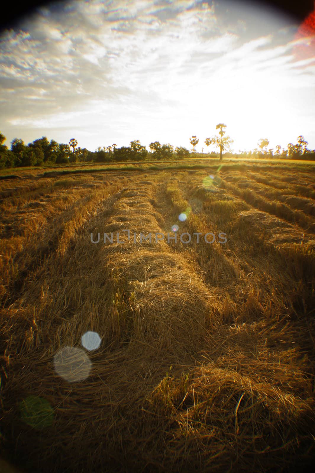 Rice fields after harvest.
