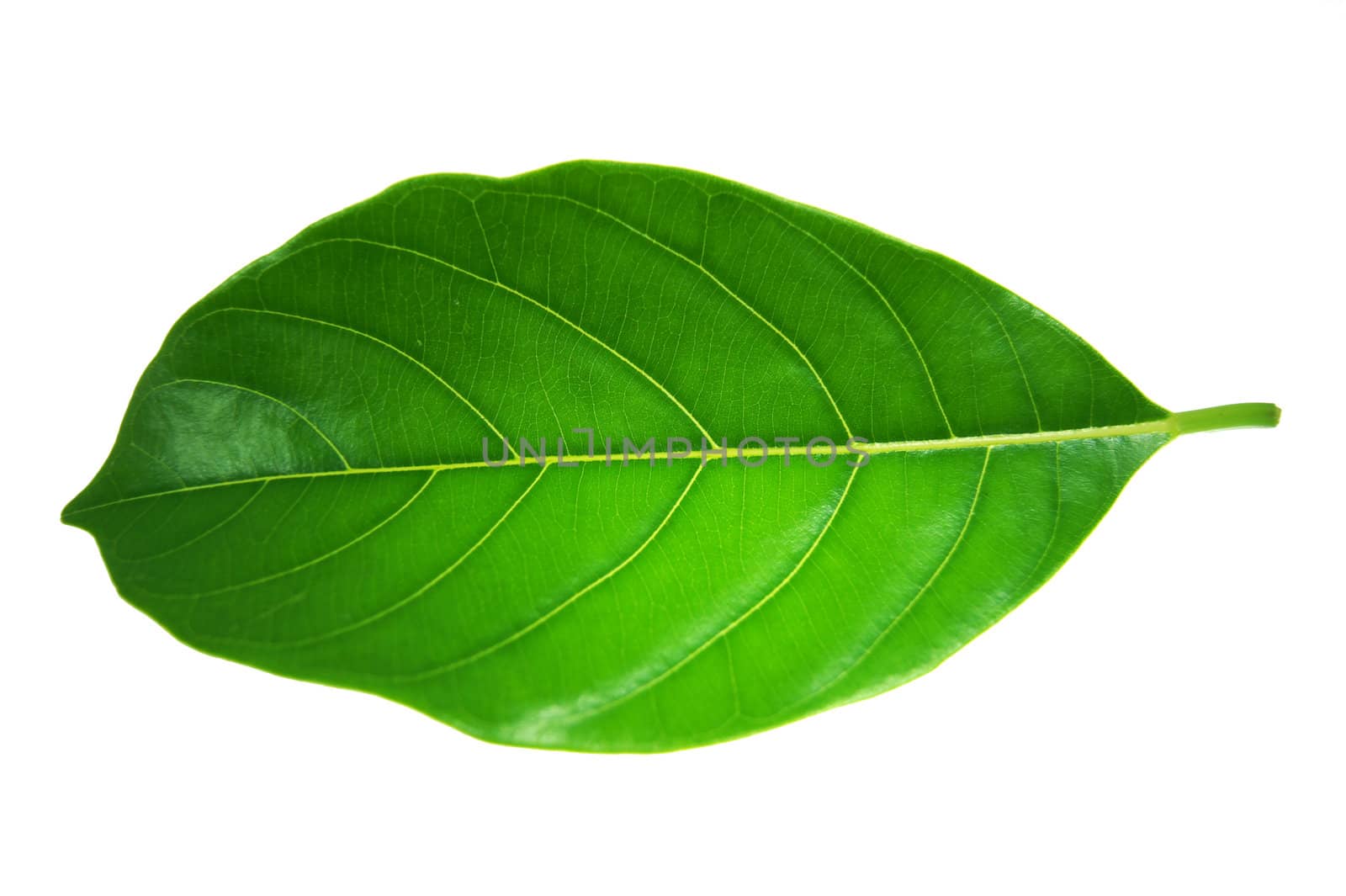 Laurel leaf isolated on white background by Noppharat_th