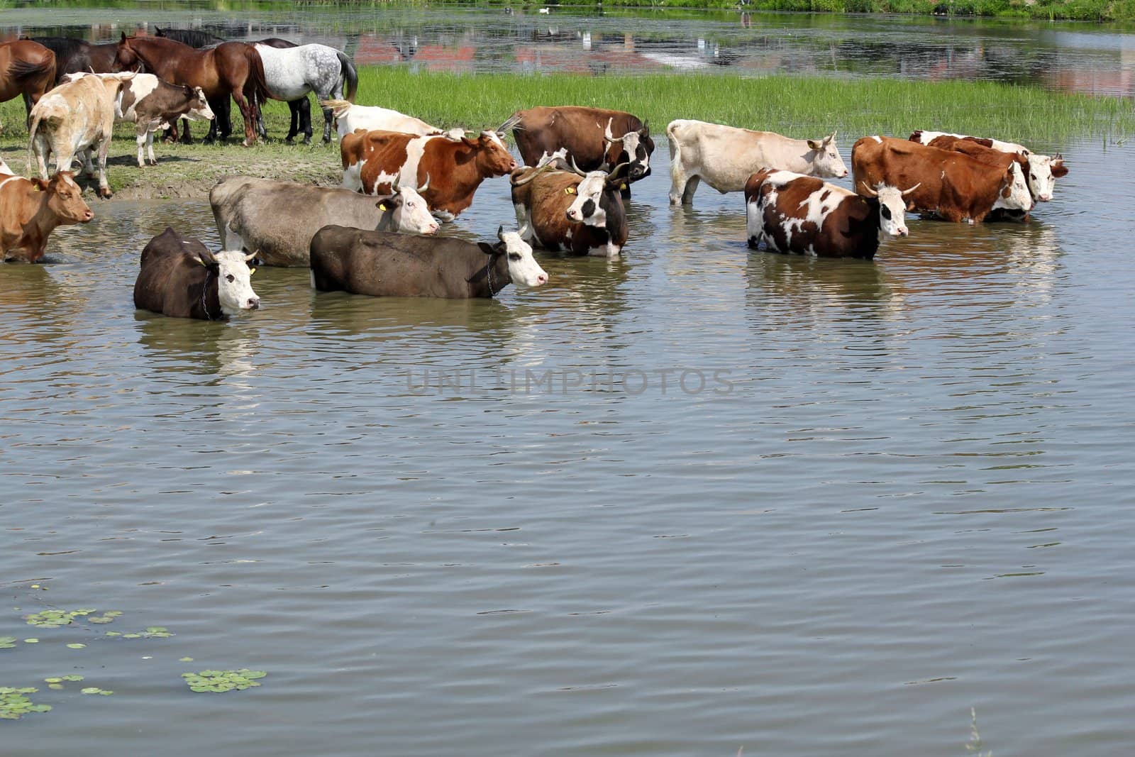 farm scene with cows on river by goce