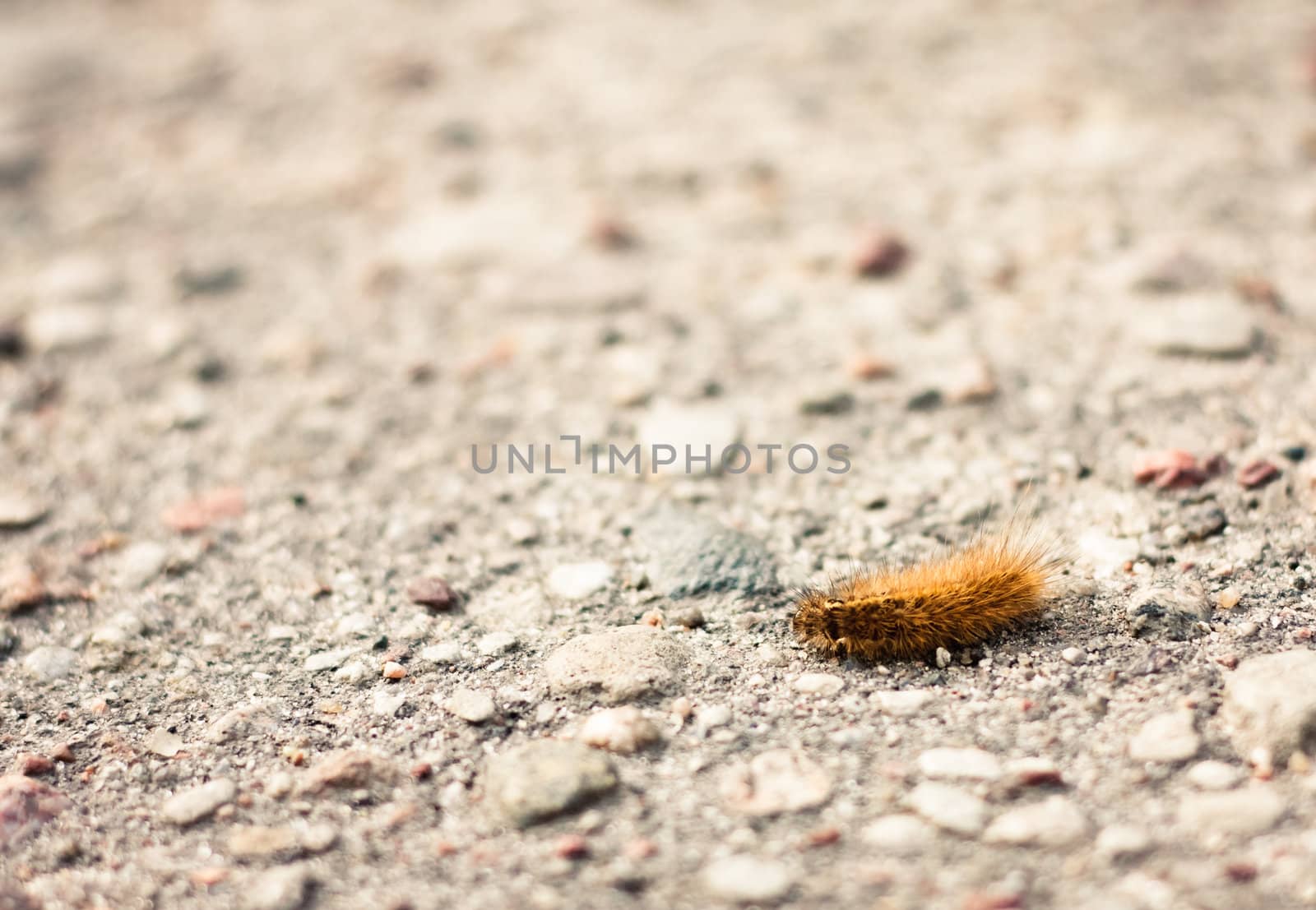 Closeup of a caterpillar on the ground by ryhor