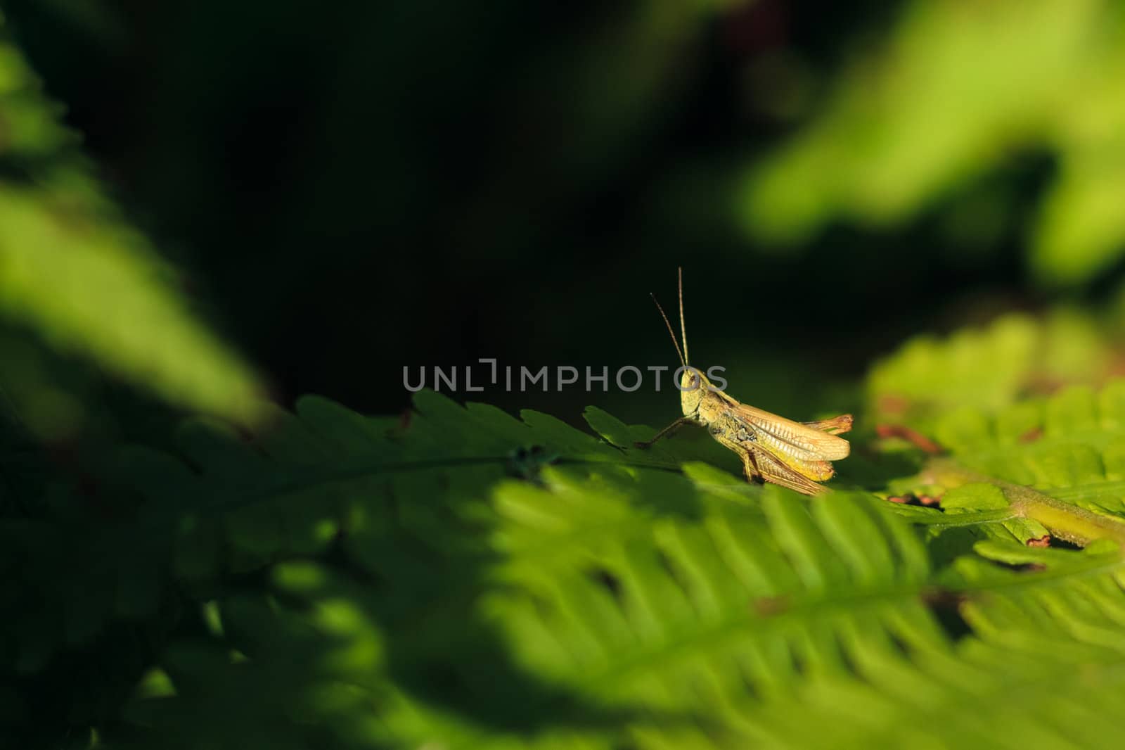 grasshopper by ryhor