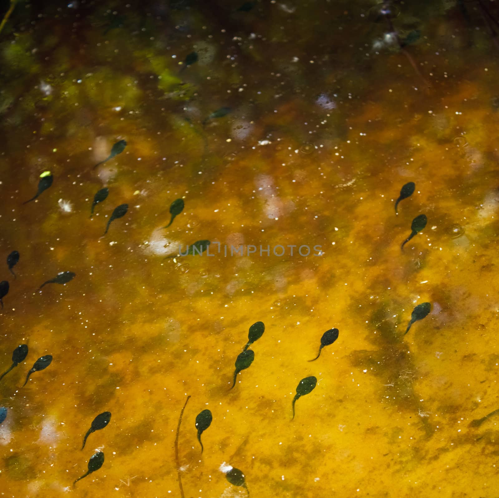 Tadpoles in river