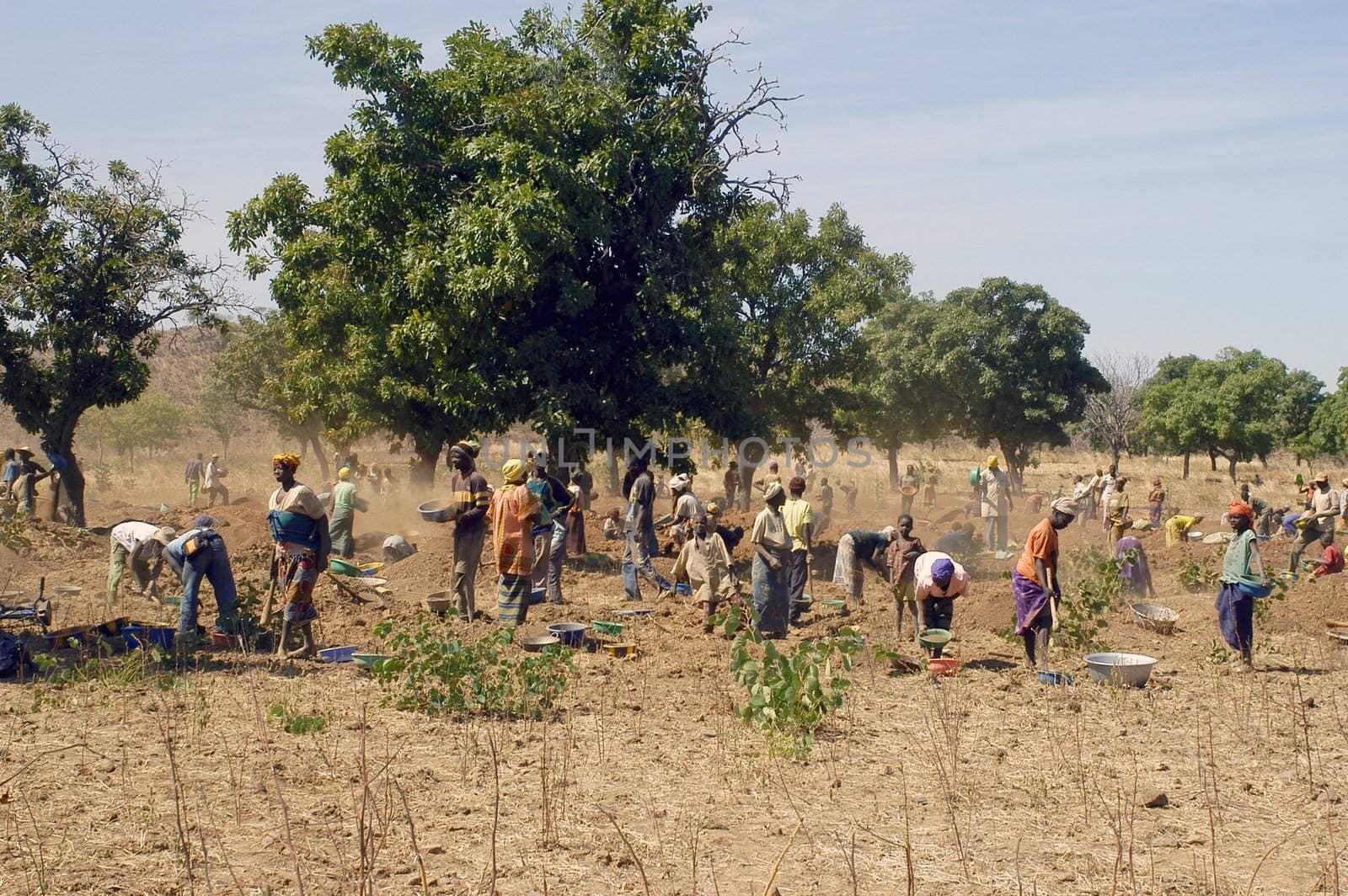 To the goldmine of Poura the gold diggers come from everywhere in the hope of finding a little gold after the season of the cultures. Women, children and men of very old are here in a universe of dust under a blazing sun. In Burkina Faso Faso the research of gold in the wild mines is the only activity which makes it possible to save the population of misery.
